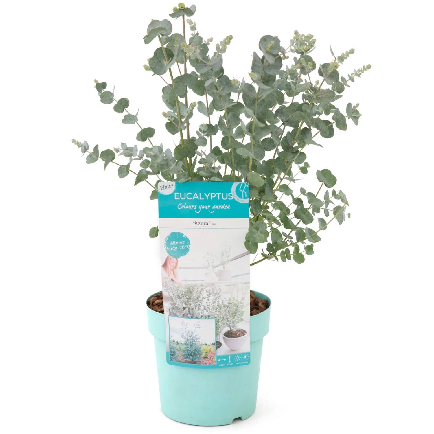 Eucalyptus Gunnii 'Azura'®, Im 17 Cm Topf – Bild 3