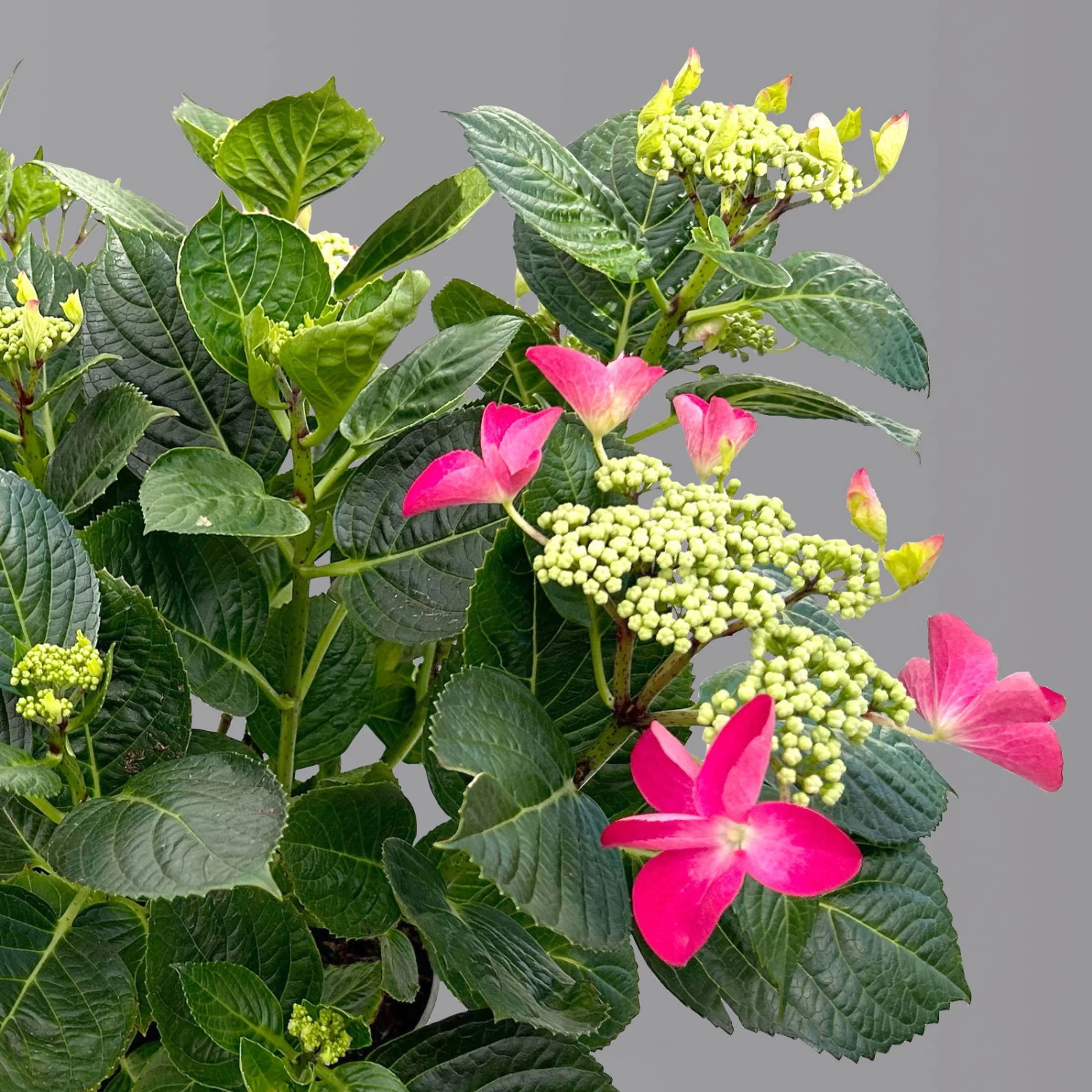 Kölle Tellerhortensie, Hydrangea Macropylla, Rot, Im 5 Lt. Topf – Bild 3