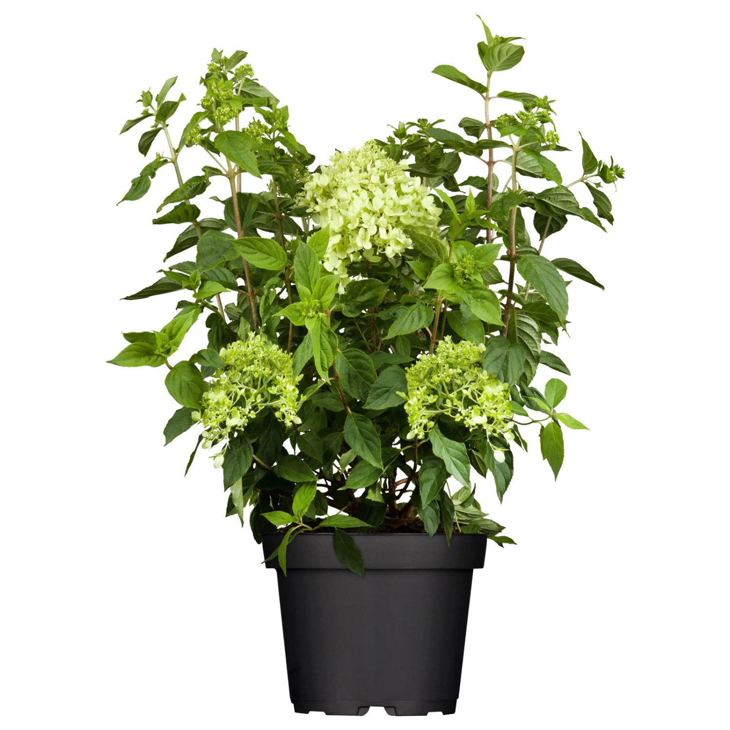 Zwerg-Rispenhortensie, Hydrangea Paniculata 'Little Lime'®, Im 5 Liter Topf – Bild 2