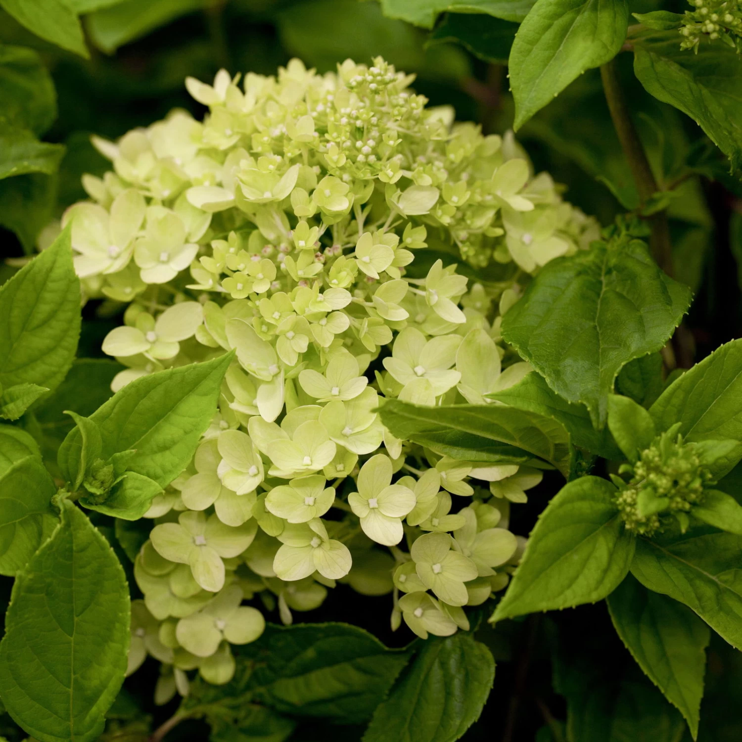 Zwerg-Rispenhortensie, Hydrangea Paniculata 'Little Lime'®, Im 5 Liter Topf