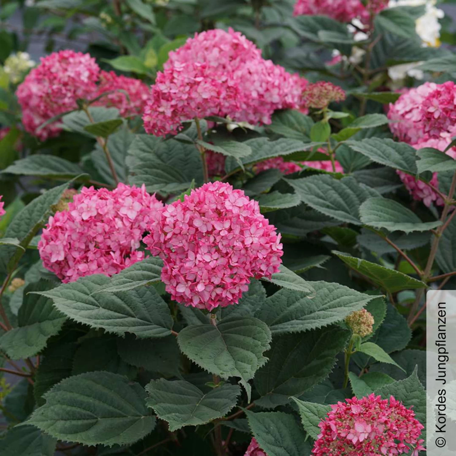 Rosarote Schneeballhortensie 'Ruby Annabelle'®, Rosarot, Topf 5 Liter