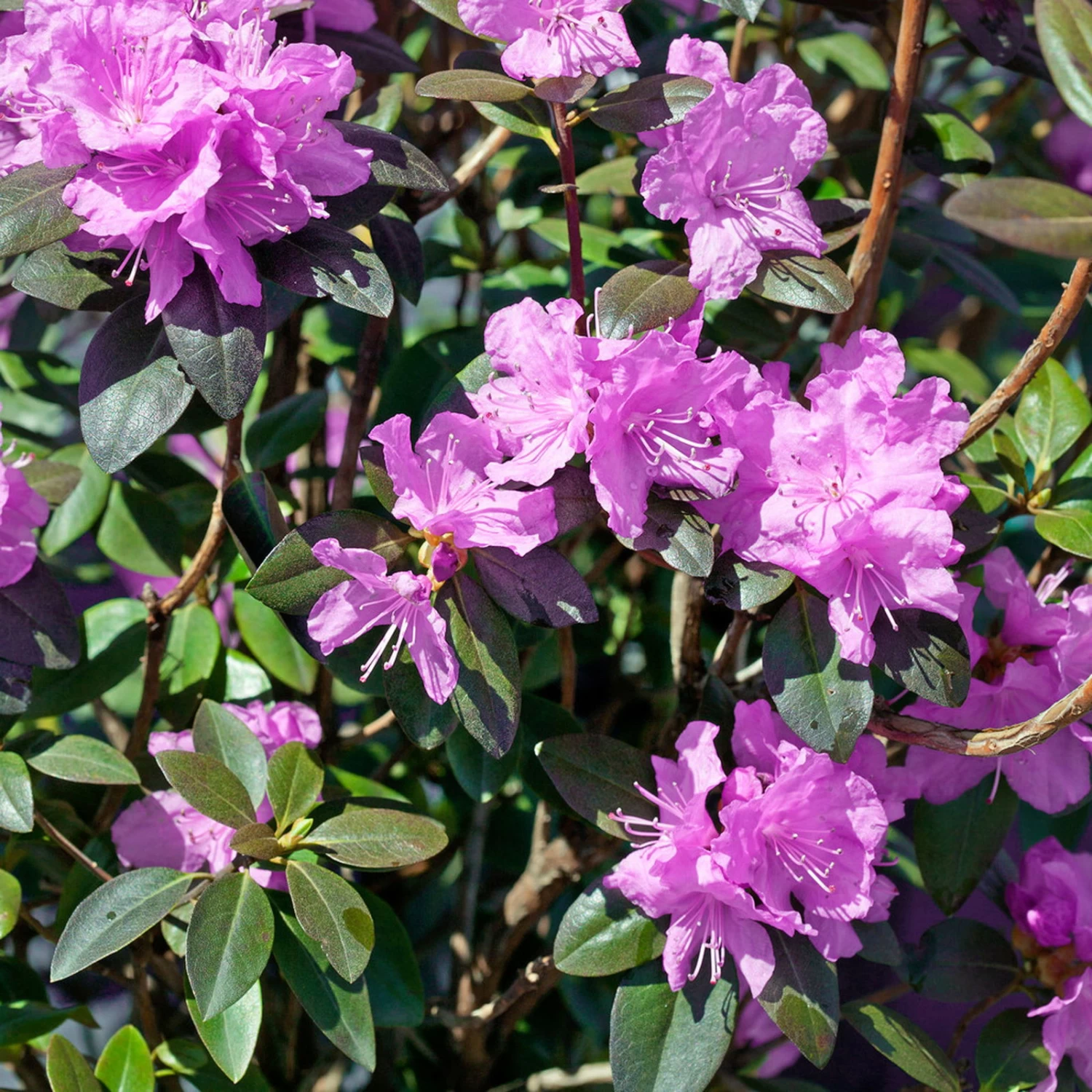 Frühlingsalpenrose 'P. J. Mezitt', 3er-Set, Höhe 30-40 Cm, Topf 4 Liter