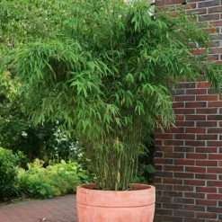 Bambus-Hecken-Set Fargesia 'Jumbo', 25er-Set, Höhe 40-60 Cm, Topf 5 Liter