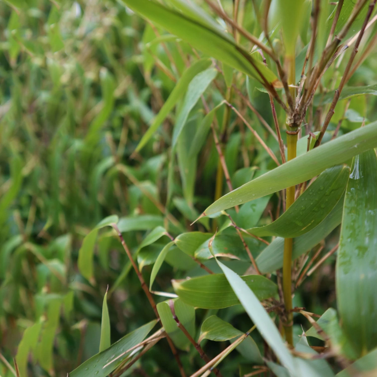 Elfenbein-Bambus 'Ivory Ibis'® (Japo 55' EU-S), 10er-Set, Höhe 80-100 Cm – Bild 4