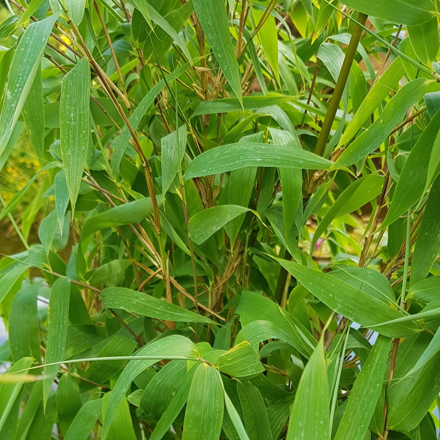 Elfenbein-Bambus 'Ivory Ibis'® (Japo 55' EU-S), 10er-Set, Höhe 80-100 Cm – Bild 2