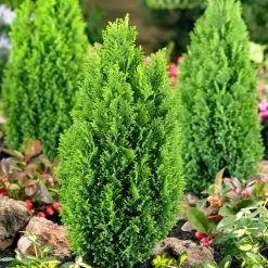 Gelbe Kegelzypresse 'Ellwood's Gold', 10er-Set, Höhe 20-30 Cm, Topf 2 Liter