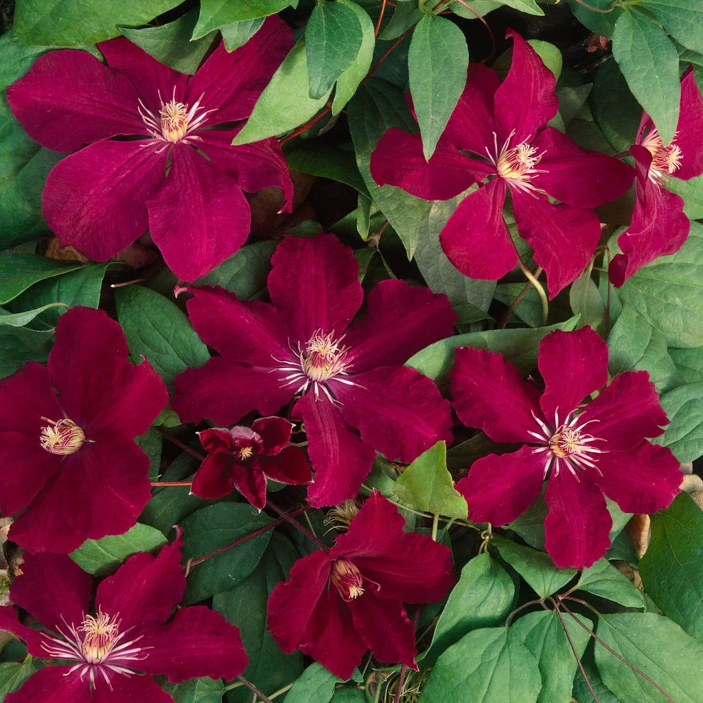 Clematis 'Rouge Cardinal', 2er-Set, Rot, Höhe 60-80 Cm, Topf 2 Liter – Bild 2