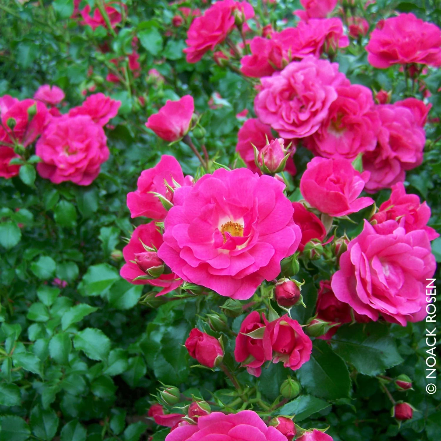 Bodendeckerrose 'Heidetraum'®, Karminrosa, Topf 3 Liter, 4er Set – Bild 2