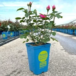 Englische Rose 'Gertrude Jekyll' (Ausbord) David Austin, Rosa, Topf 6 Liter