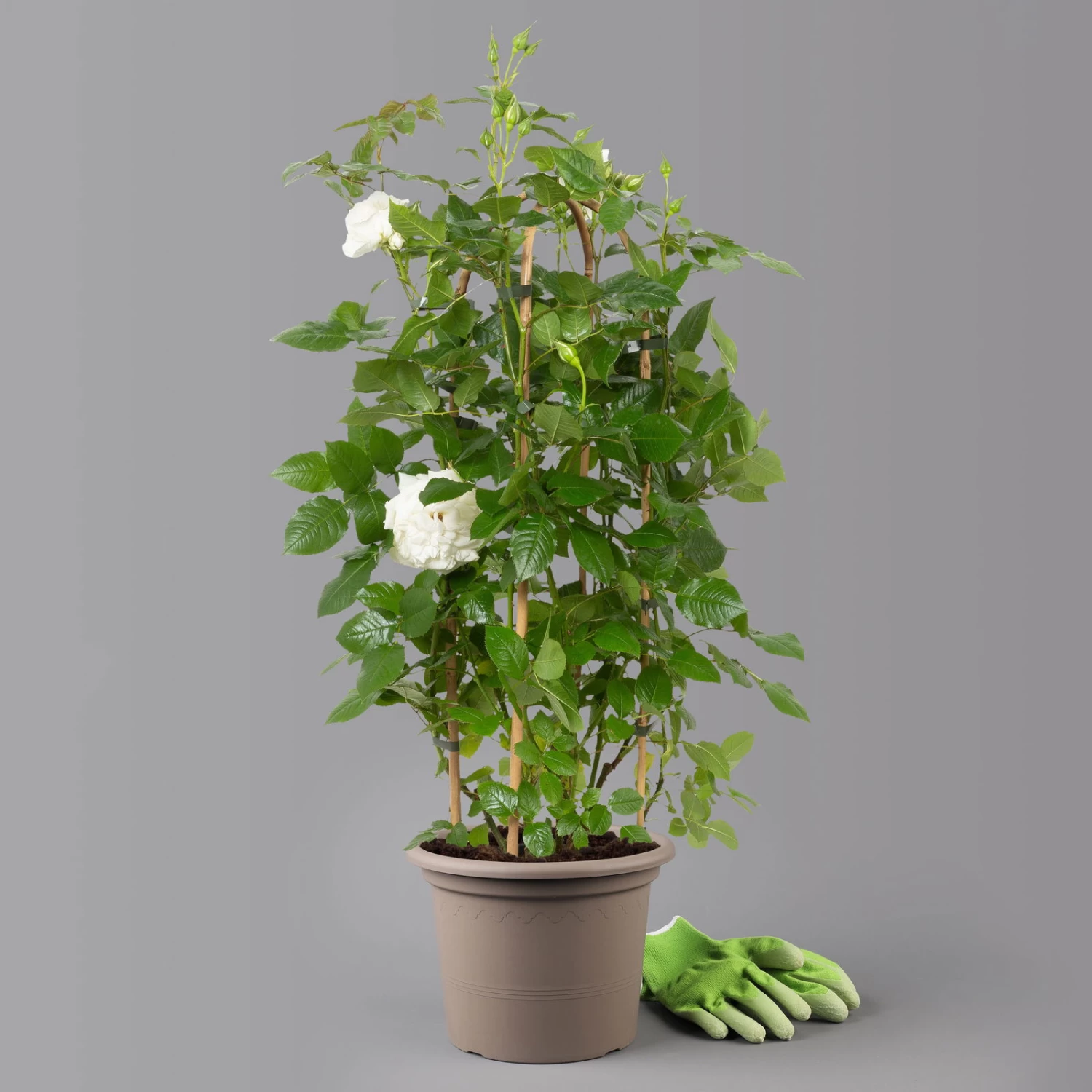 Duftende Beetrose 'Die Rose Ihrer Majestät'® (Beainesza), Weiss, Topf 7,5 Liter