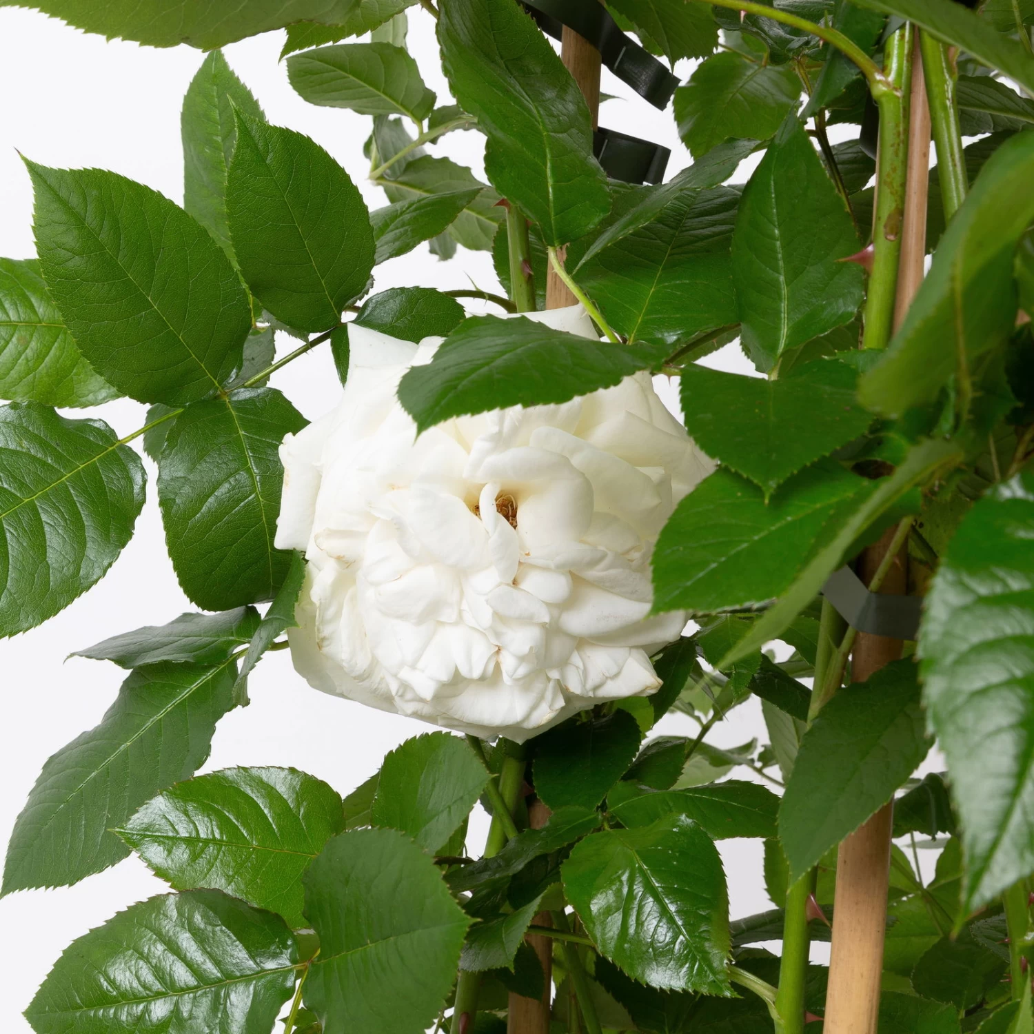 Duftende Beetrose 'Die Rose Ihrer Majestät'® (Beainesza), Weiss, Topf 7,5 Liter – Bild 3