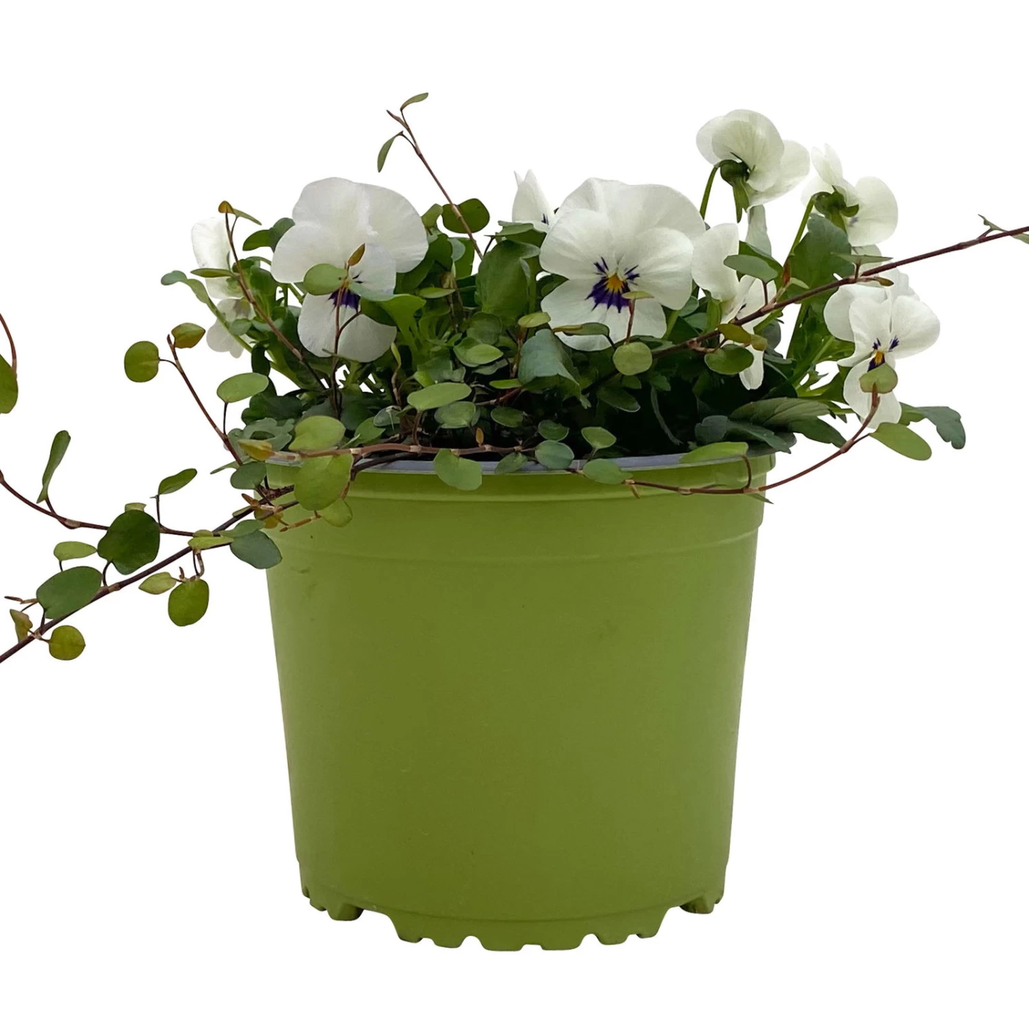 Hornveilchen Mit Mühlenbeckia, Farbe Zufällig, Topf-Ø 13 Cm, 6er-Set – Bild 12