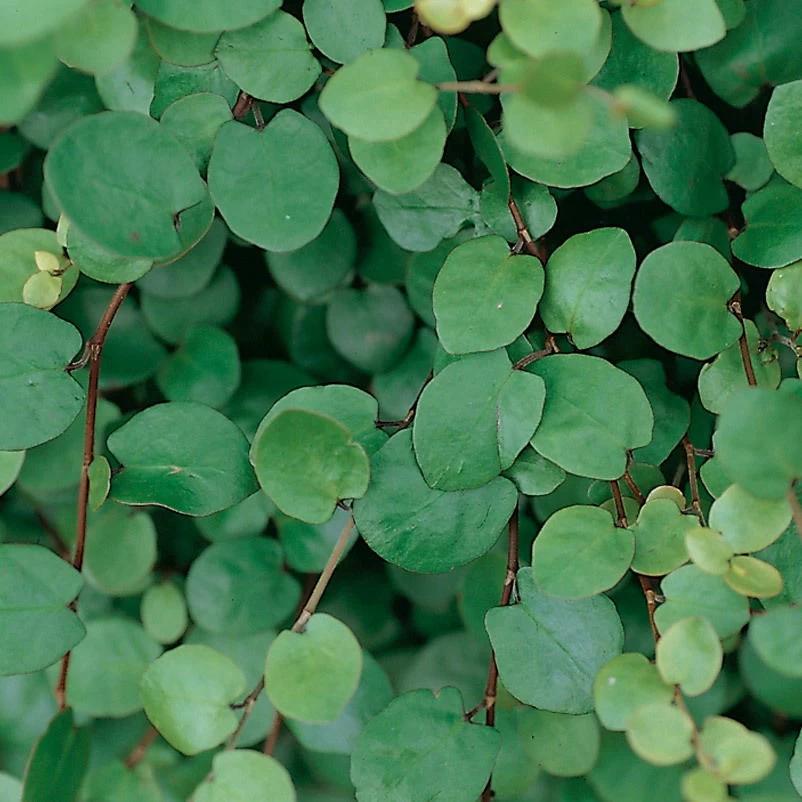 Hornveilchen Mit Mühlenbeckia, Farbe Zufällig, Topf-Ø 13 Cm, 6er-Set – Bild 3