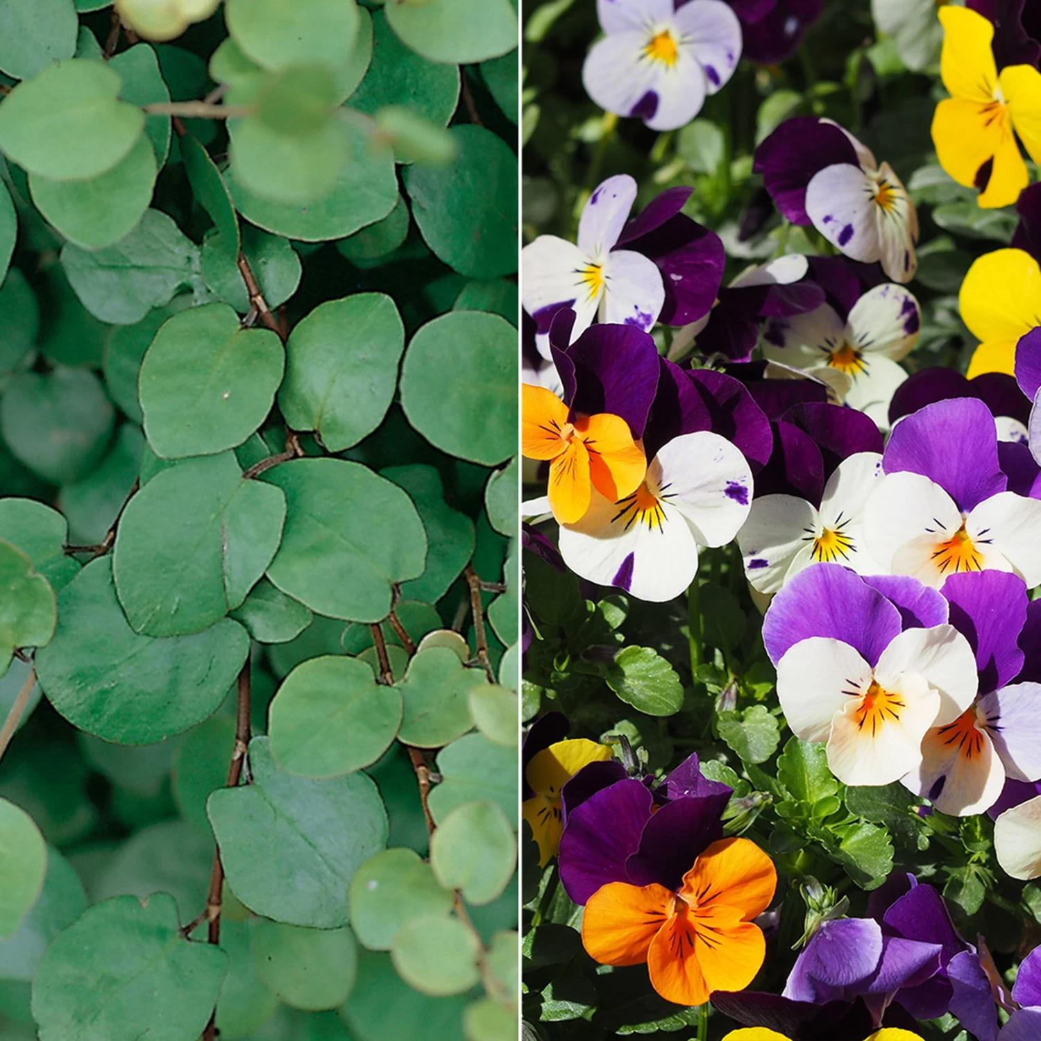 Hornveilchen Mit Mühlenbeckia, Farbe Zufällig, Topf-Ø 13 Cm, 6er-Set – Bild 2