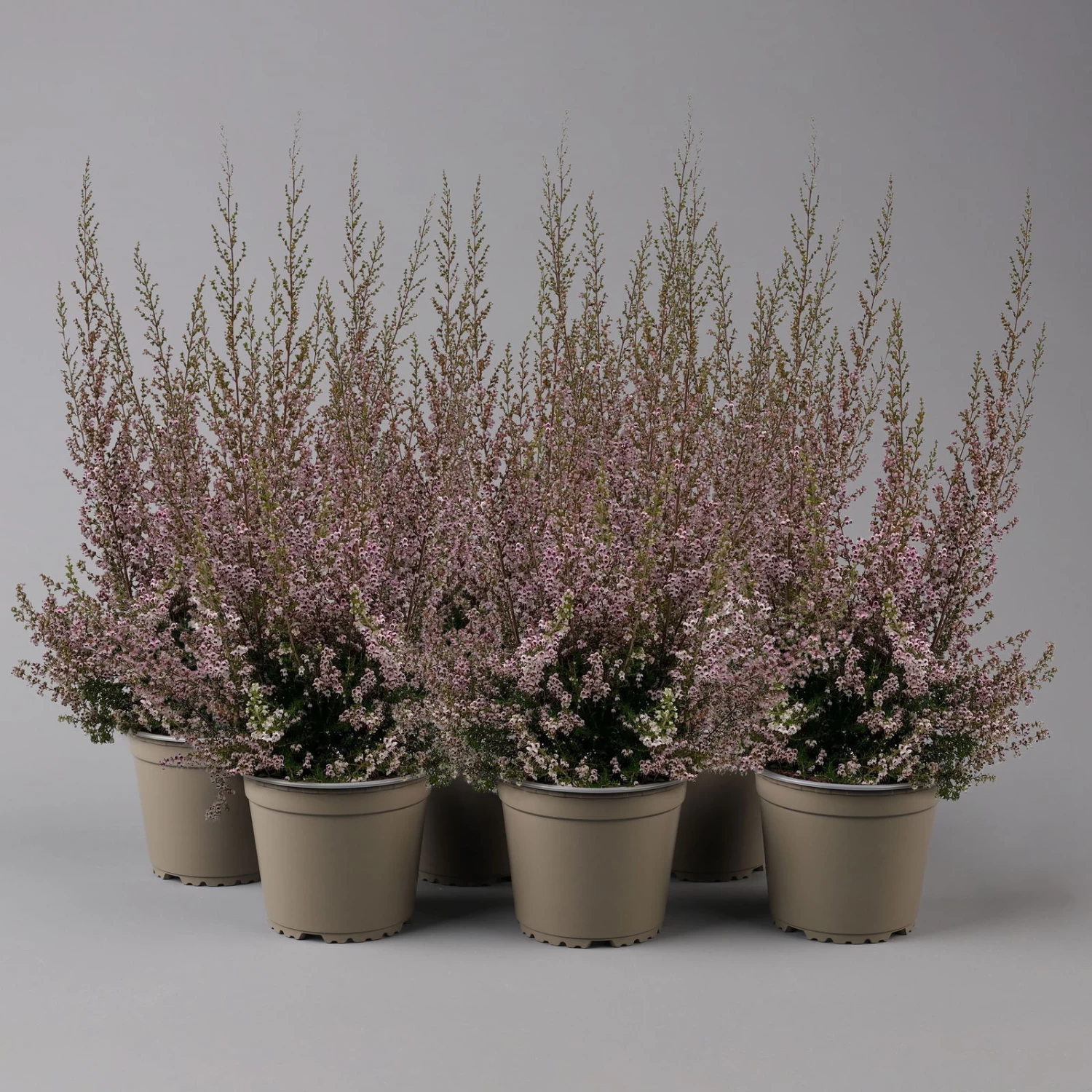 Erica Sparsa Bunt, Farbe Nach Verfügbarkeit, Topf-Ø 12cm, 6er-Set