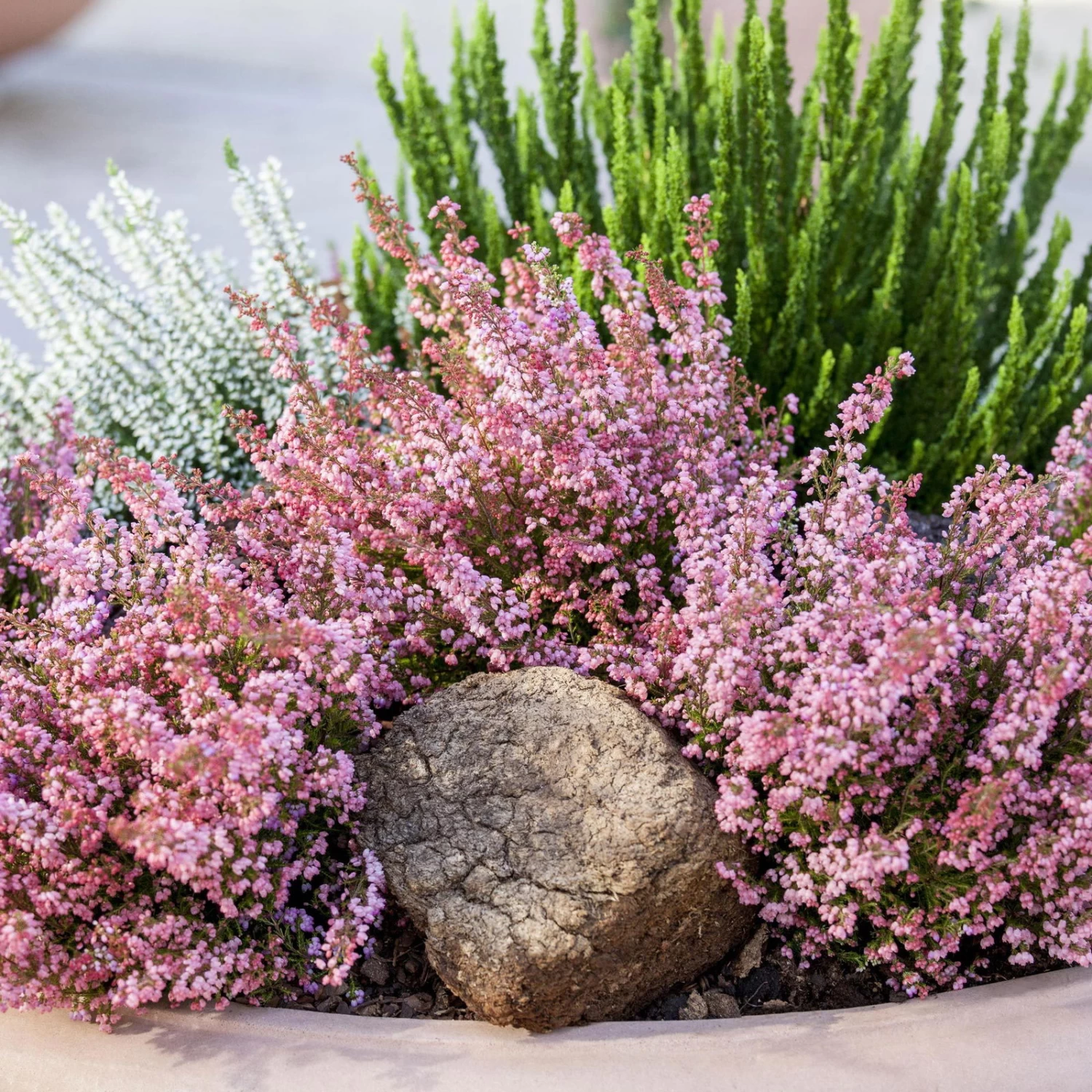 Glockenheide Rosa/rot, Farbe Nach Verfügbarkeit, Topf-Ø 11cm, 6er-Set – Bild 5