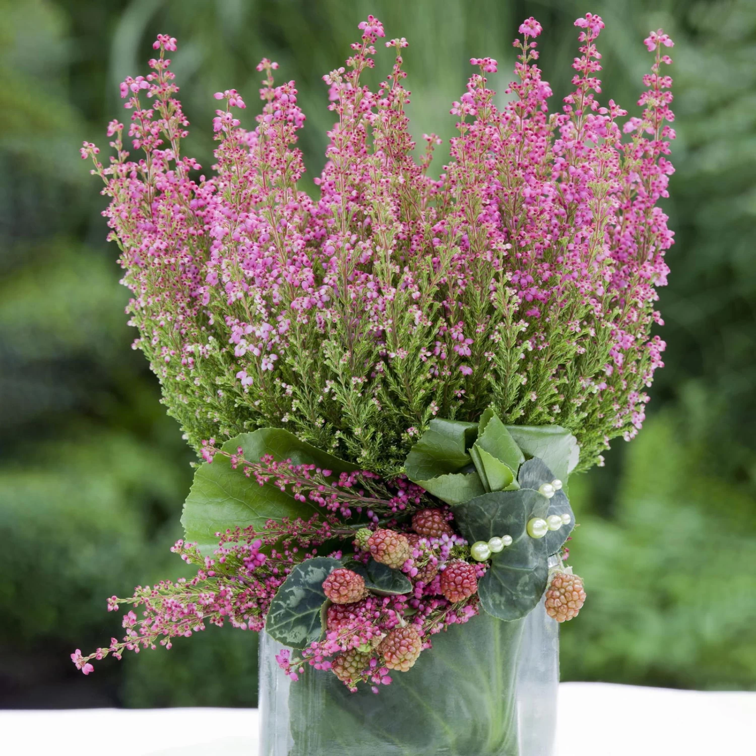 Glockenheide Rosa/rot, Farbe Nach Verfügbarkeit, Topf-Ø 11cm, 6er-Set – Bild 4
