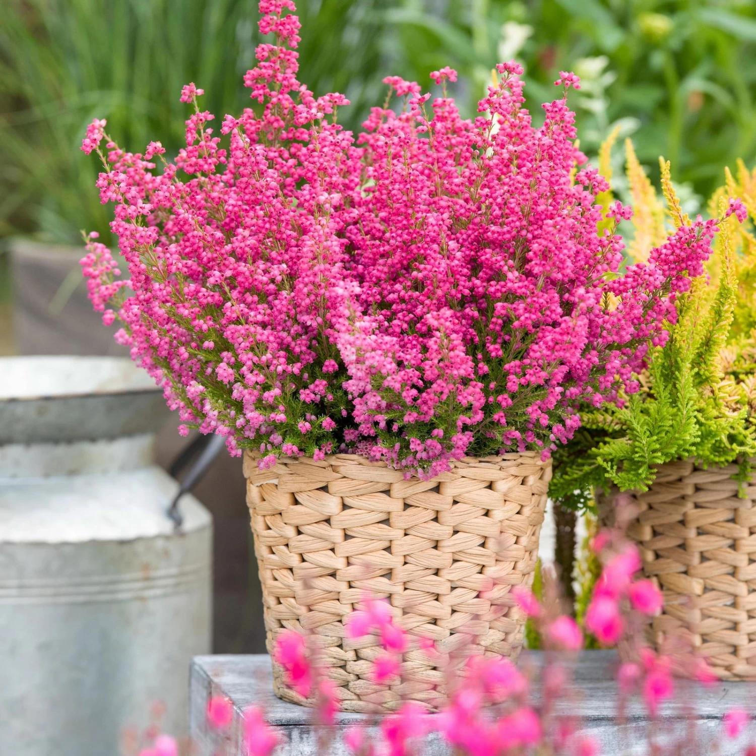 Glockenheide Rosa/rot, Farbe Nach Verfügbarkeit, Topf-Ø 11cm, 6er-Set