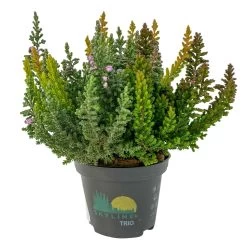 Besenheide SKYLINE® 'Trio', Mischung Zufällig, Topf-Ø 6 Cm, 12er-Set