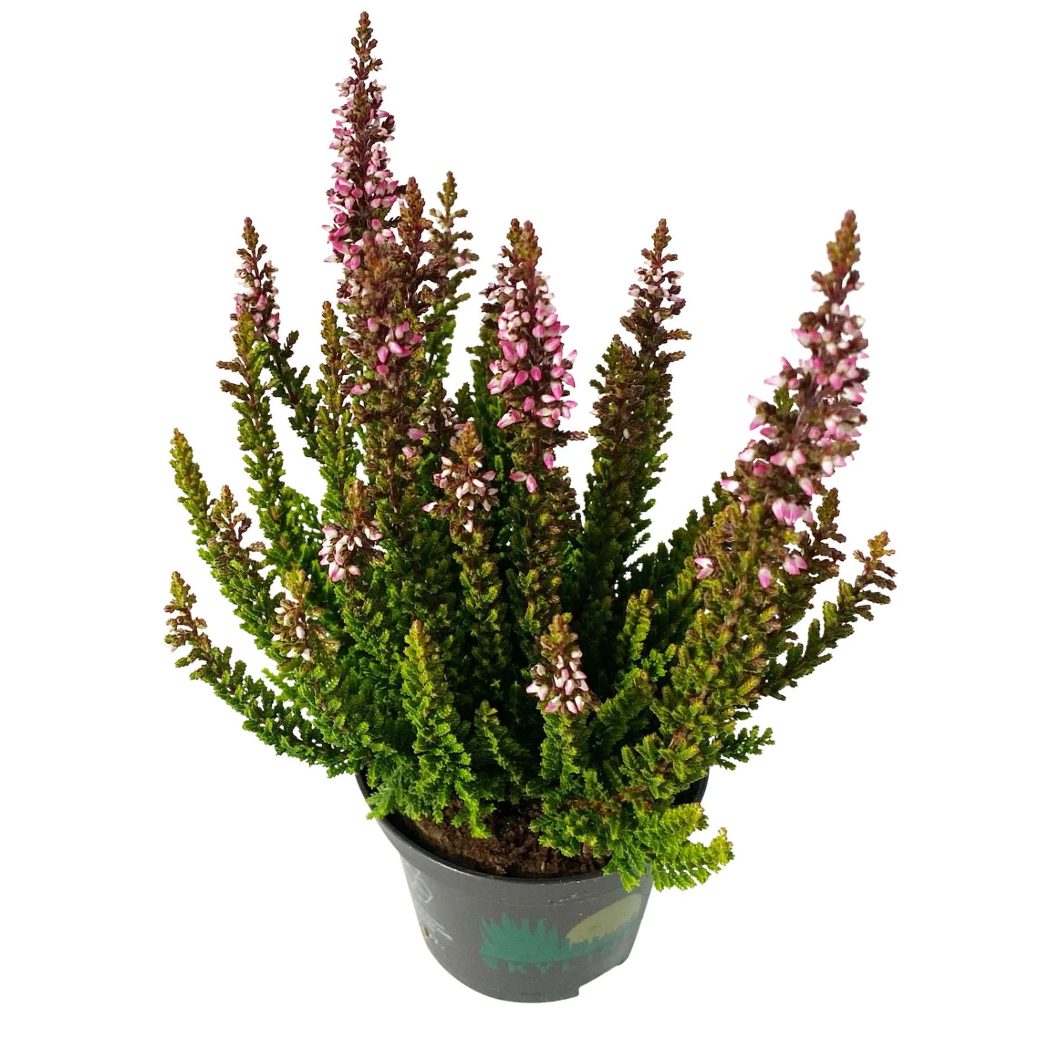 Besenheide SKYLINE®, Mischung Zufällig, Topf-Ø 6 Cm, 12er-Set – Bild 3