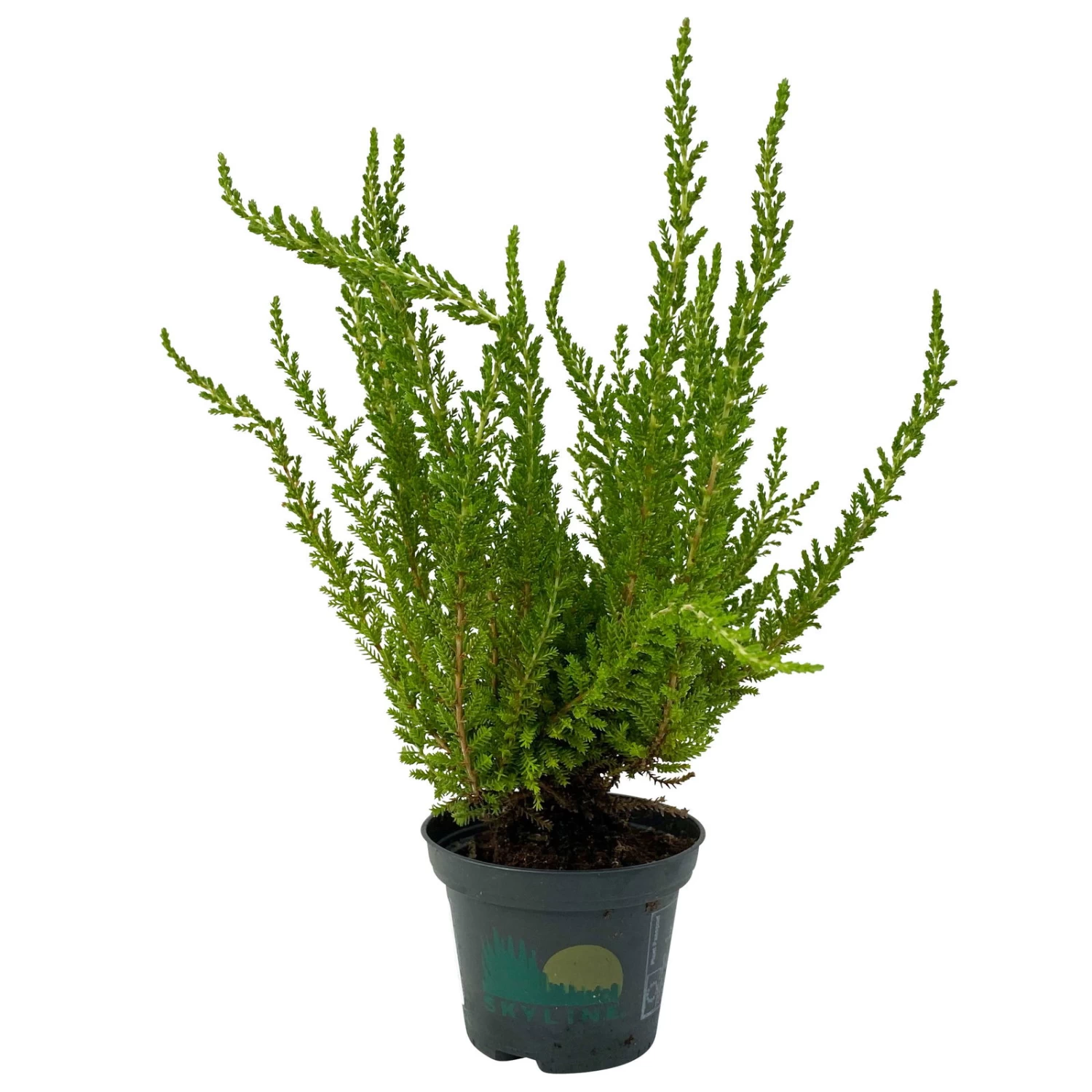 Besenheide SKYLINE®, Mischung Zufällig, Topf-Ø 6 Cm, 12er-Set – Bild 12