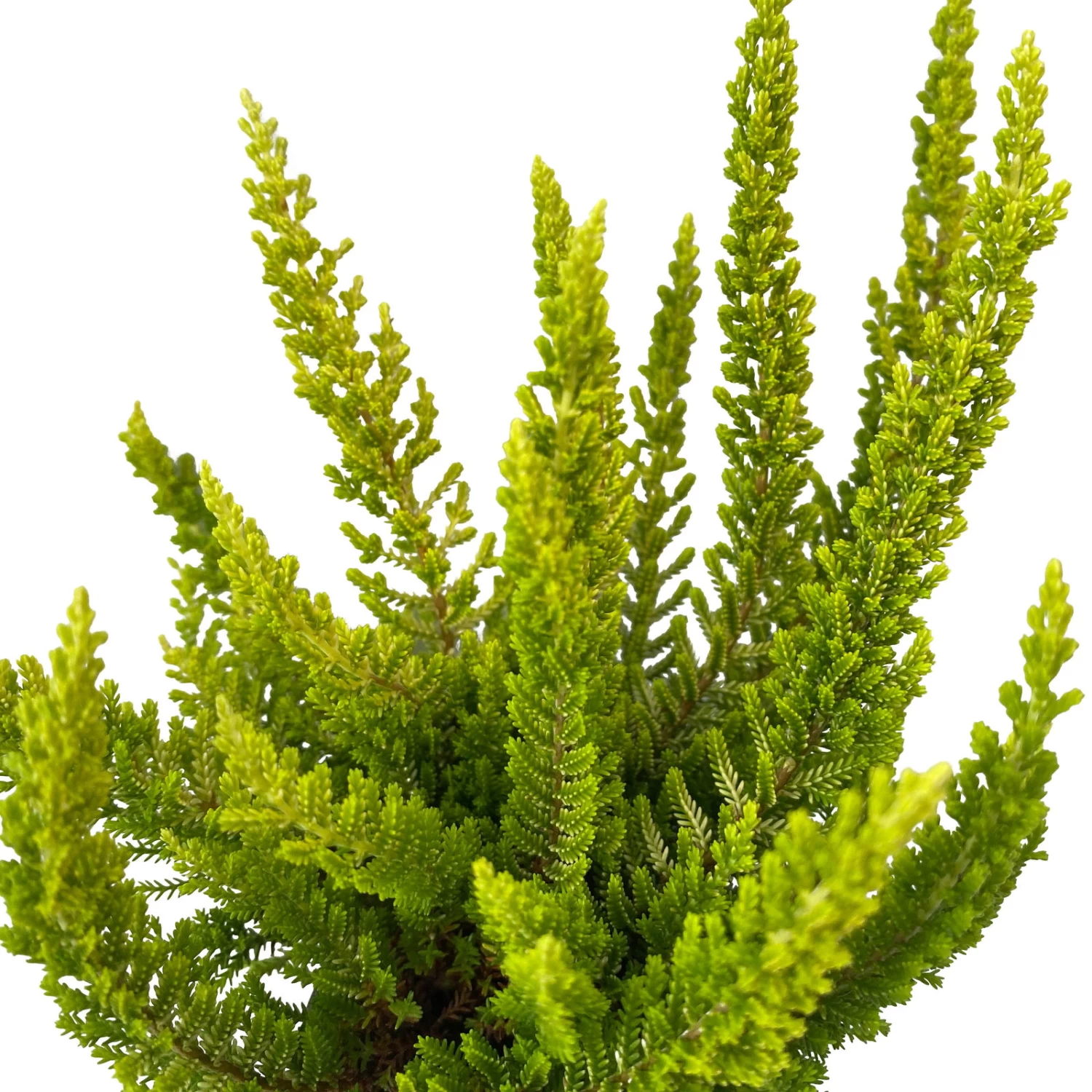 Besenheide SKYLINE®, Mischung Zufällig, Topf-Ø 6 Cm, 12er-Set – Bild 19