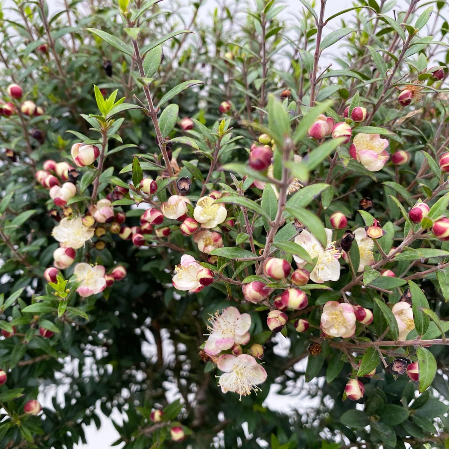 Myrte Weiß, Stamm, Topf-Ø 19 Cm – Bild 4