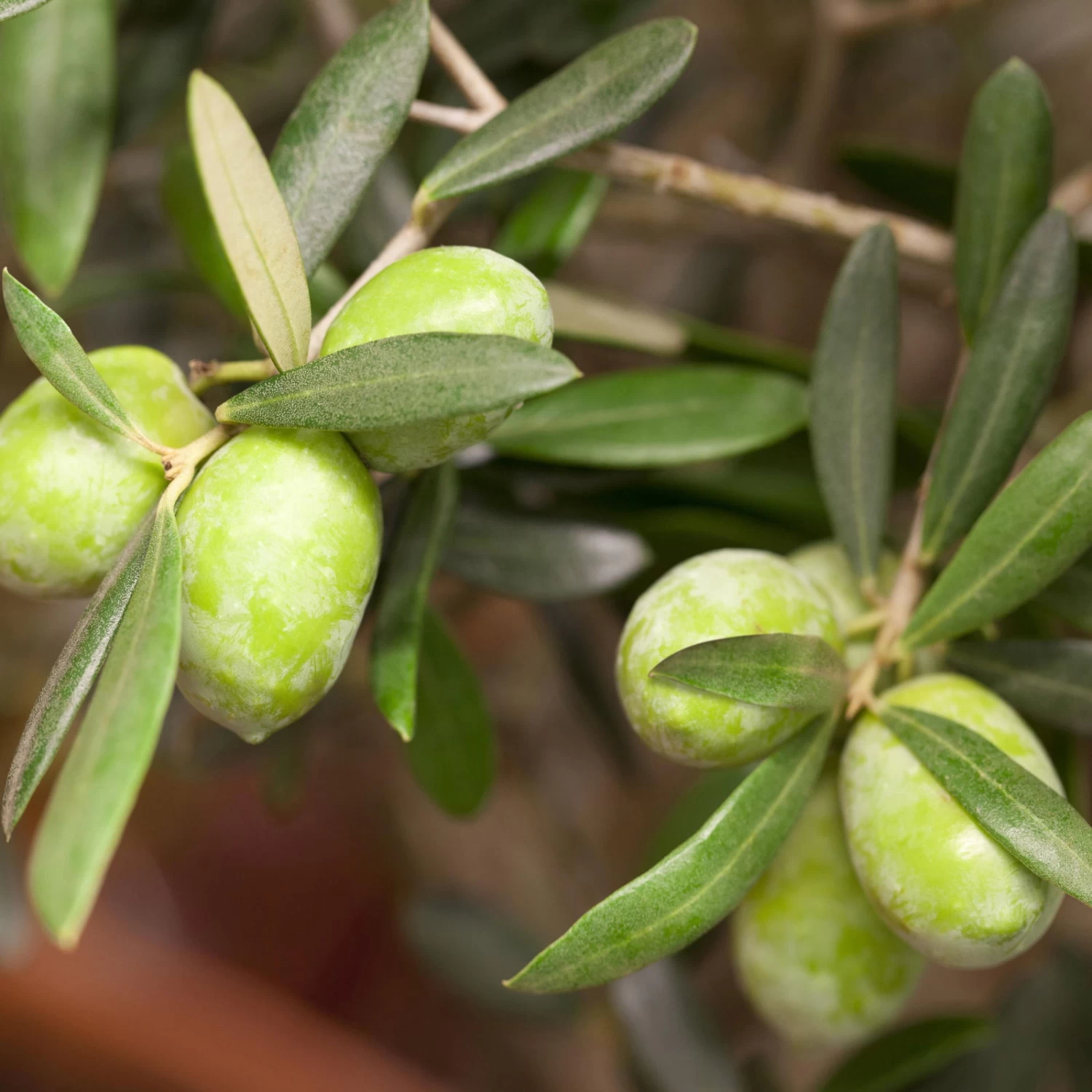 Olivenbaum, Stamm, Topf-Ø 60 Cm, Höhe Ca. 170 Cm – Bild 2