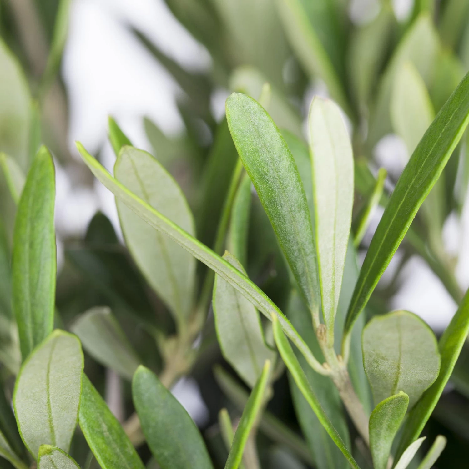 Olivenbaum, Stamm, Topf-Ø 60 Cm, Höhe Ca. 170 Cm – Bild 3