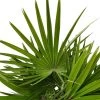 Chamaerops Humilis, Topf-Ø 40 Cm, Höhe Ca. 100 Cm