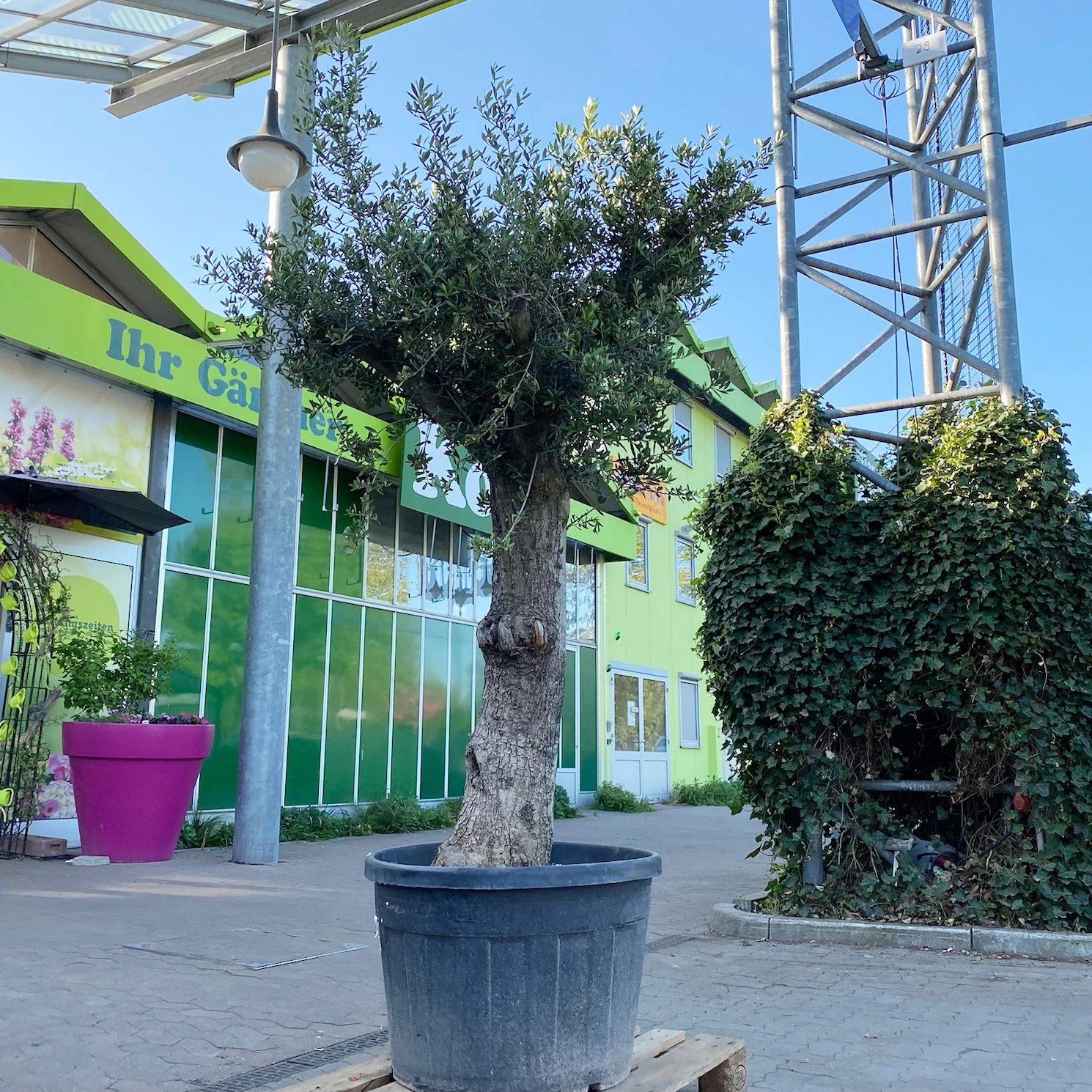 Olivenbaum, Stamm, Topf-Ø 60 Cm, Höhe Ca. 170 Cm – Bild 4