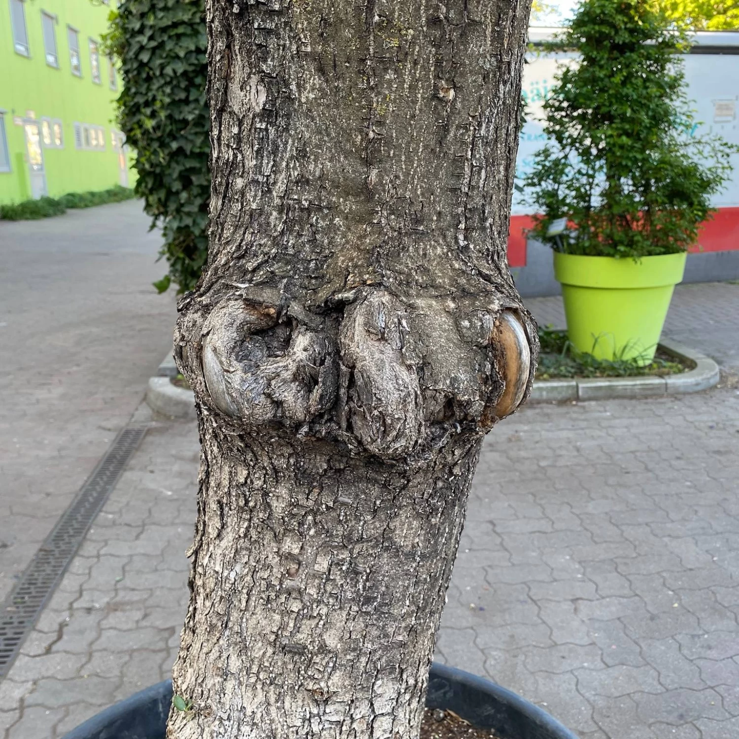 Olivenbaum, Stamm, Topf-Ø 60 Cm, Höhe Ca. 170 Cm – Bild 5