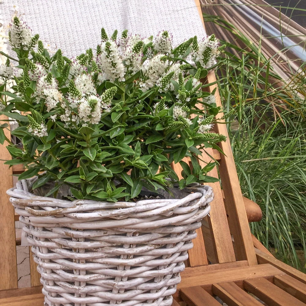 Hebe Weiß, Topf-Ø 19 Cm, 2er-Set – Bild 2