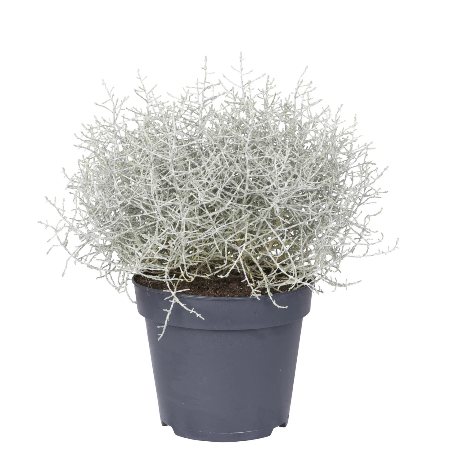 Calocephalus, Silber-grau, Topf-Ø 17 Cm, 3er-Set