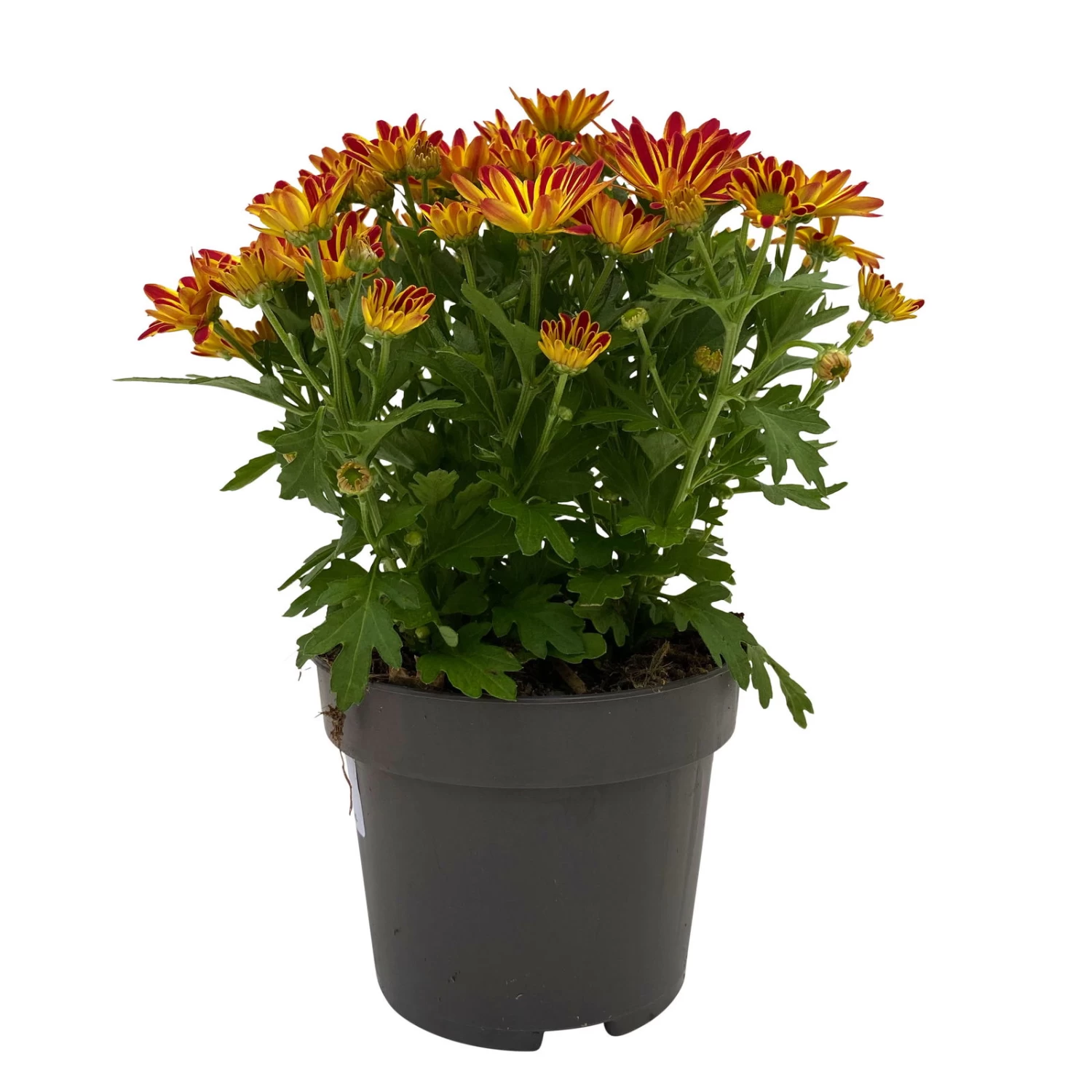 Chrysanthemen 'Swifty', Orange, Topf-Ø 12 Cm, 6er-Set – Bild 3