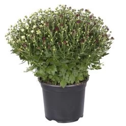 Chrysanthemen 'Trio', Gelb/lila/weiß, Topf-Ø 19 Cm, 2er-Set