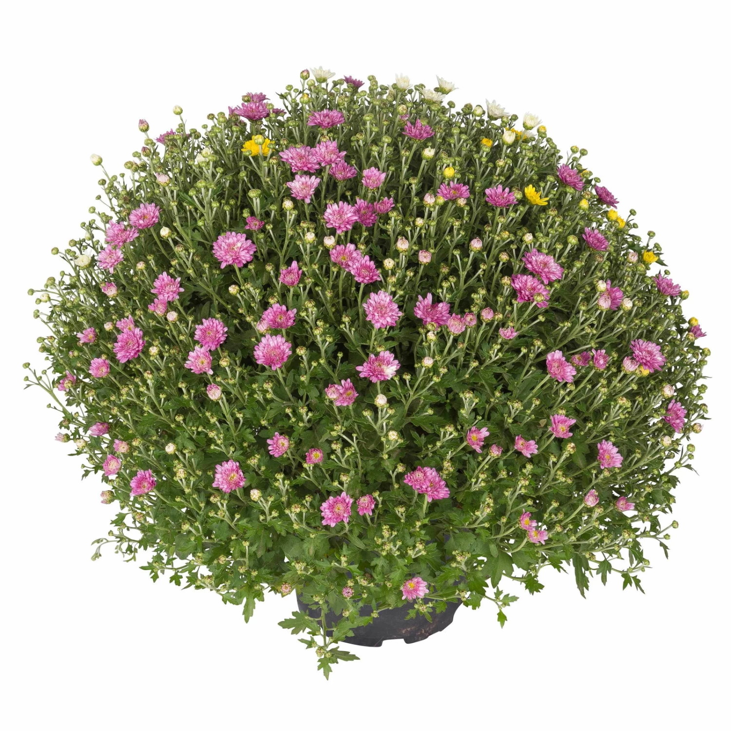 Chrysanthemen-Busch 'Trio', Gelb-weiß-lila, Topf-Ø 19 Cm, 2er-Set – Bild 2