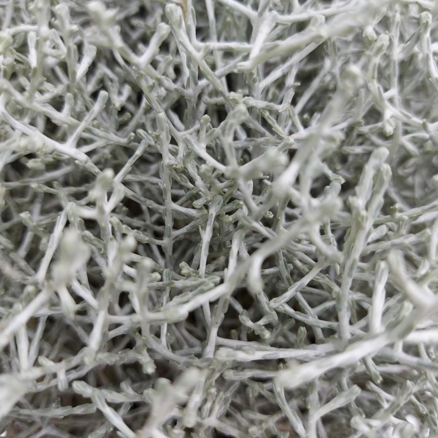 Calocephalus, Silber-grau, Topf-Ø 17 Cm, 3er-Set – Bild 2