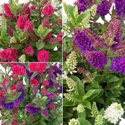 Hebe All Blooms® 'Twin', Duo Zufällig, Topf 12 Cm Ø, 3er-Set