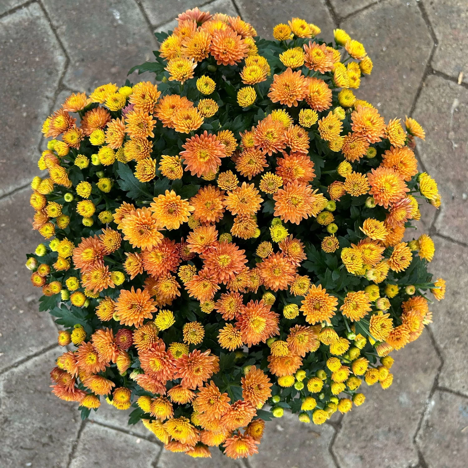 Chrysanthemen Rot, Busch, Topf-Ø 14 Cm, 4er-Set – Bild 4