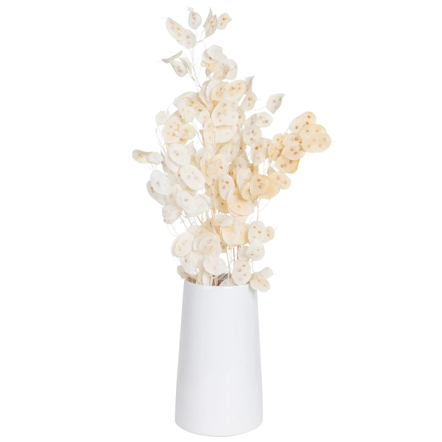 Silbertaler, Getrocknet, Lunaria, Ca. 80 Cm Lang – Bild 4