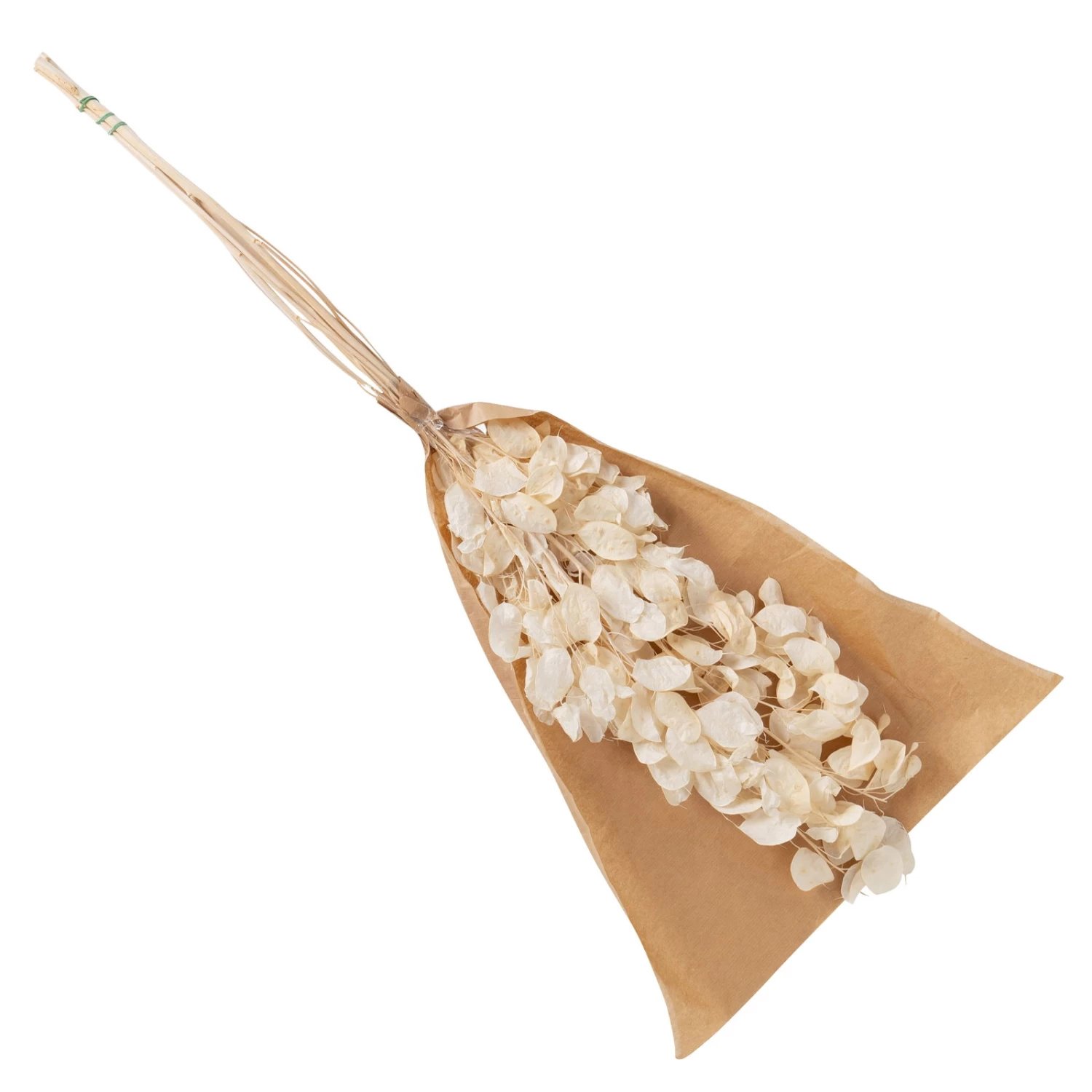 Silbertaler, Getrocknet, Lunaria, Ca. 80 Cm Lang – Bild 3