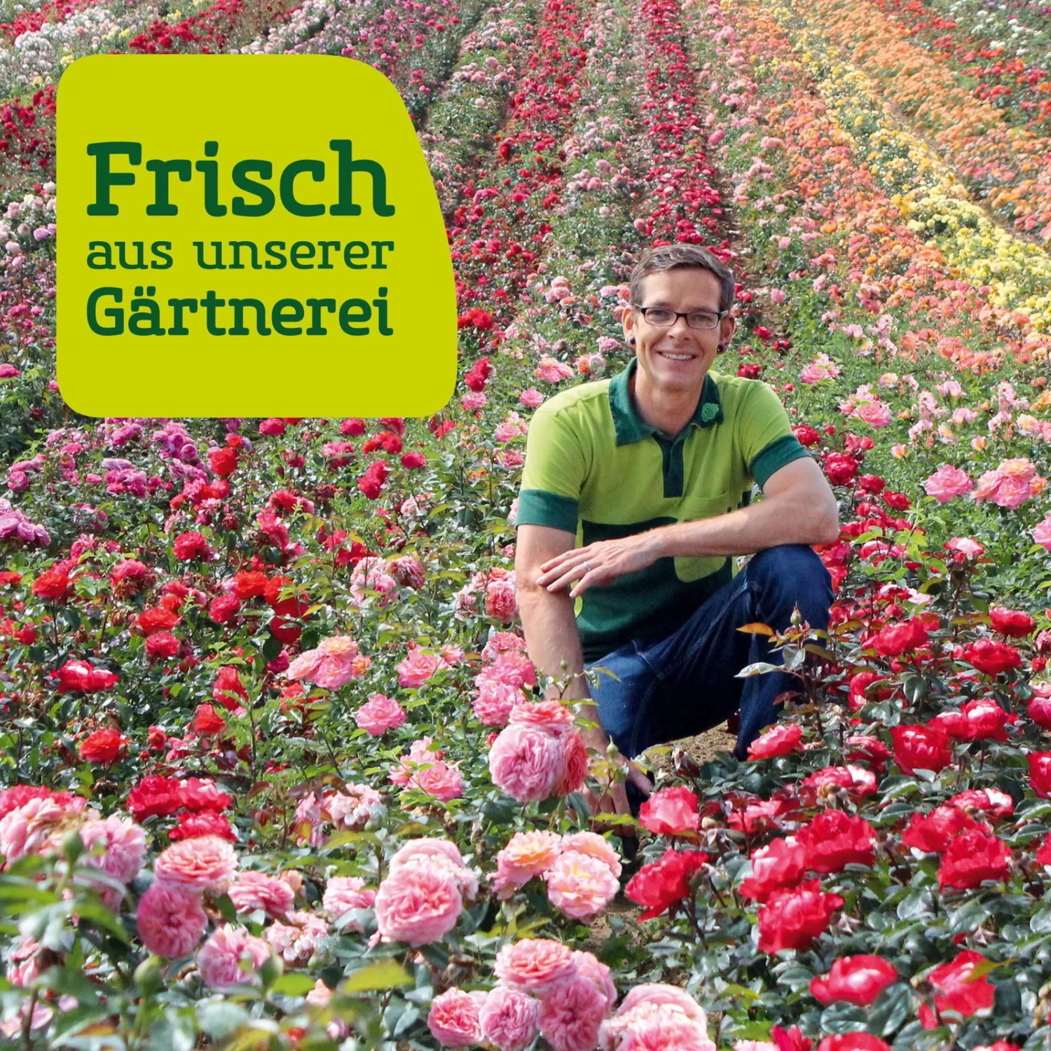 Französische Rose 'Henri Matisse'®, Topf 6 Liter – Bild 2